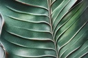 CUADRO ALUMINIO MDF 80X3,5X120 PALMERA