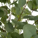 PLANTA EUCALIPTO POLIESTER 50 X 50 X 130 CM