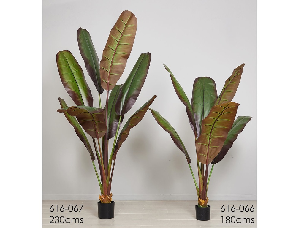 Planta platanera 180 cms