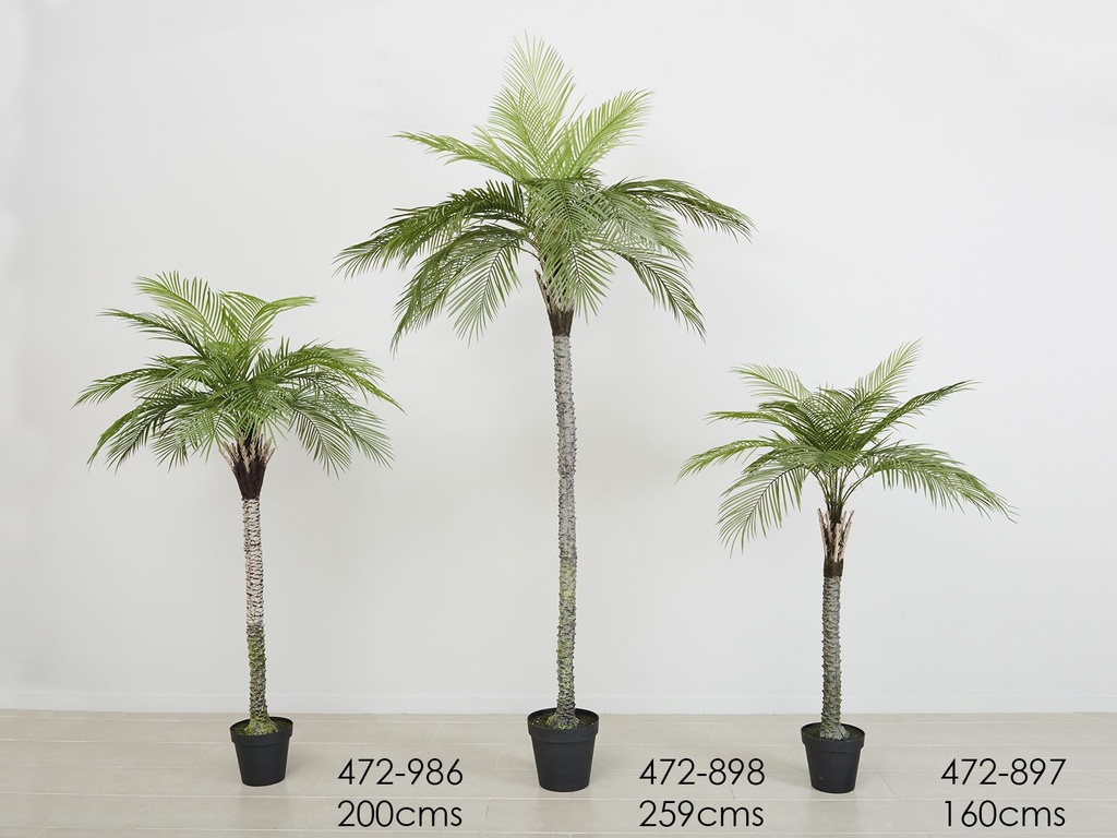 PLANTA PALMERA 110X110X160 CMS
