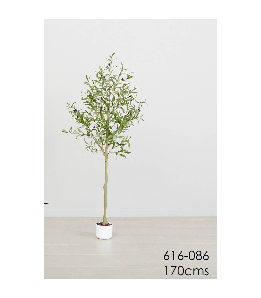 Planta olivo 170 cms