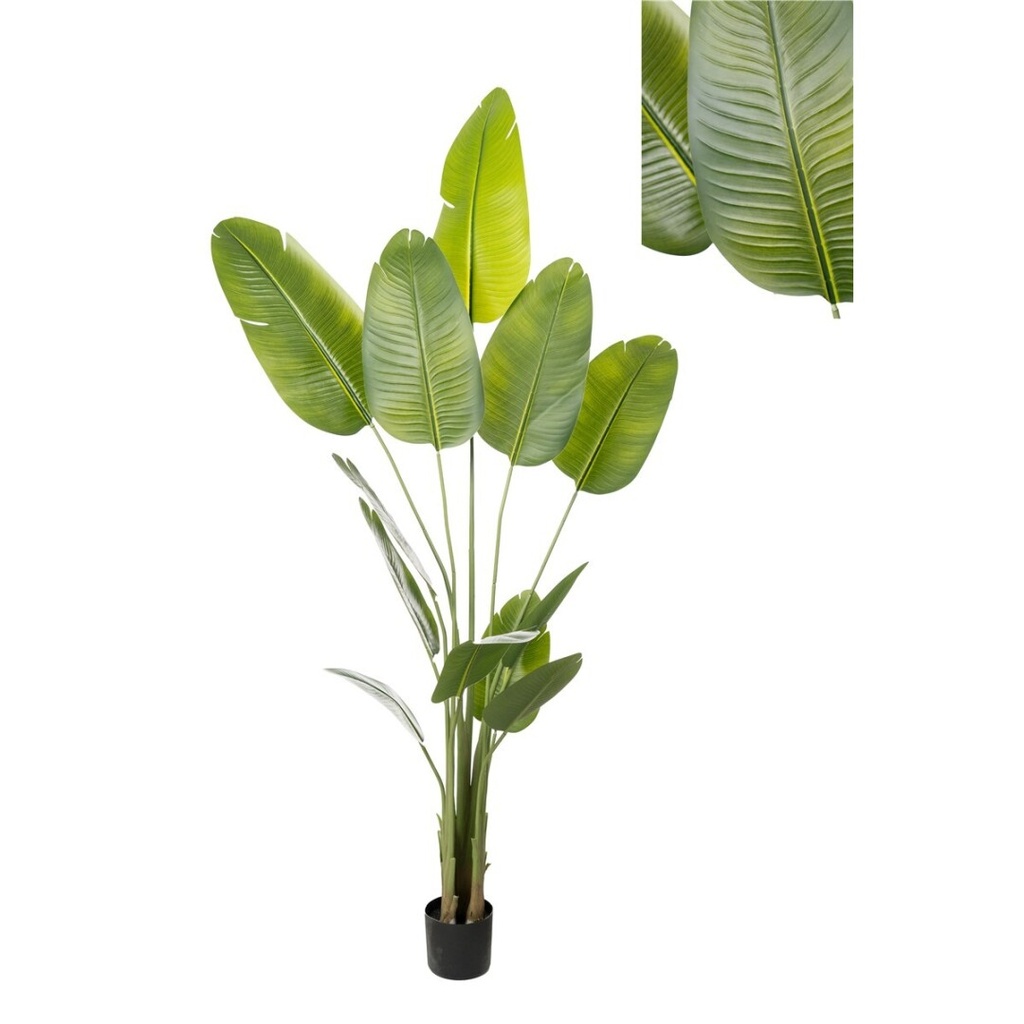 MACETA STRELITZIA