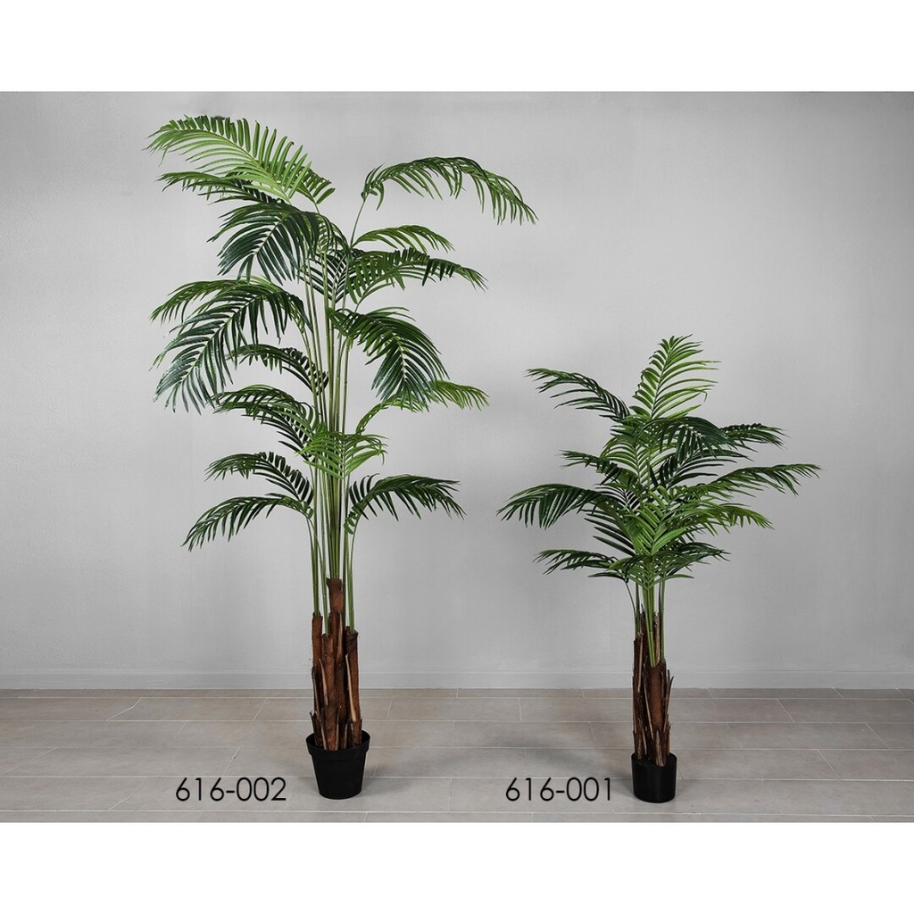 PLANTA ARECA 160 CMS