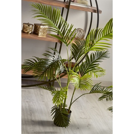 [04-305] PLANTA KENTIA 140 CMS.