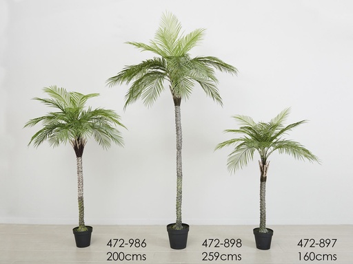 [472-897] PLANTA PALMERA 110X110X160 CMS