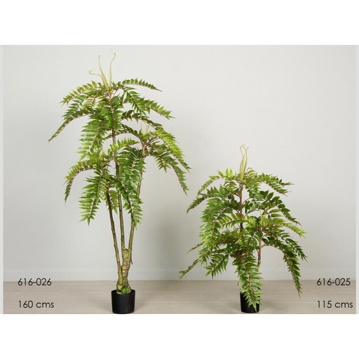 [616-026] Planta caoba 160 cms