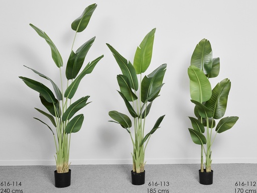 [616-045] PLANTA ARBOL DEL VIAJERO 185 CMS