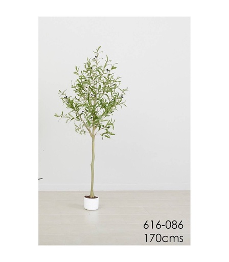 [616-086] Planta olivo 170 cms