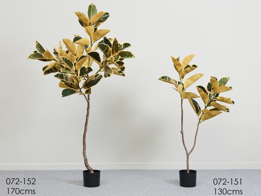 [072-152] PLANTA FICTUS REAL TOUCH 170 CM