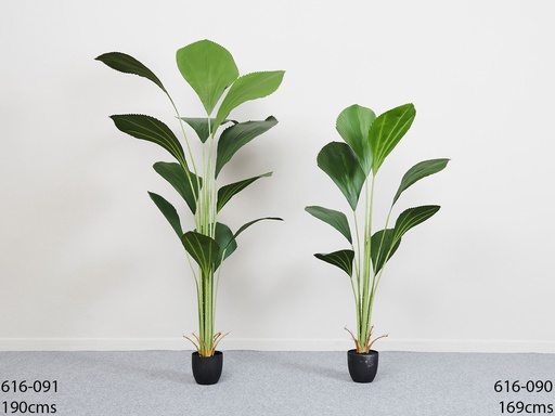 [616-090] PLANTA PALMERA ABANICO 169 CMS