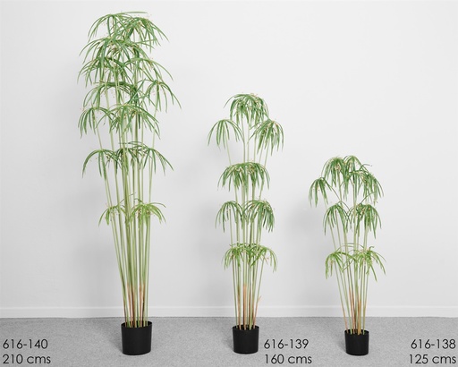 [616-139] PLANTA ARBOL GRAPTOPETALUM 160 CMS