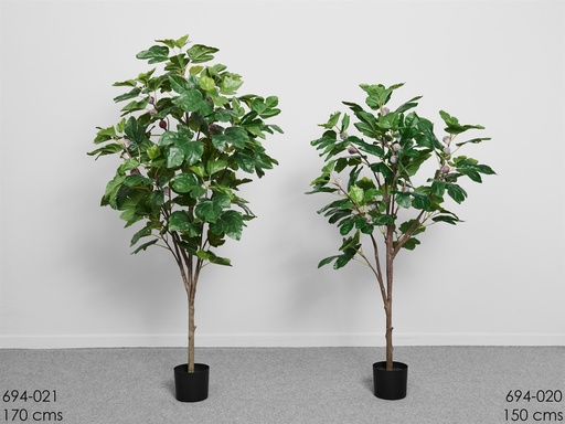 [694-021] PLANTA HIGUERA 170 CMS